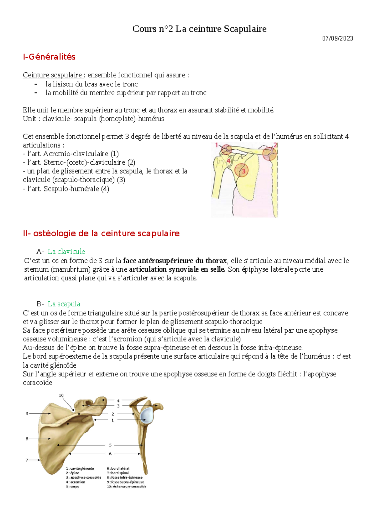 La Ceinture Scapulaire - Cours N°2 La Ceinture Scapulaire 07/09/ I ...