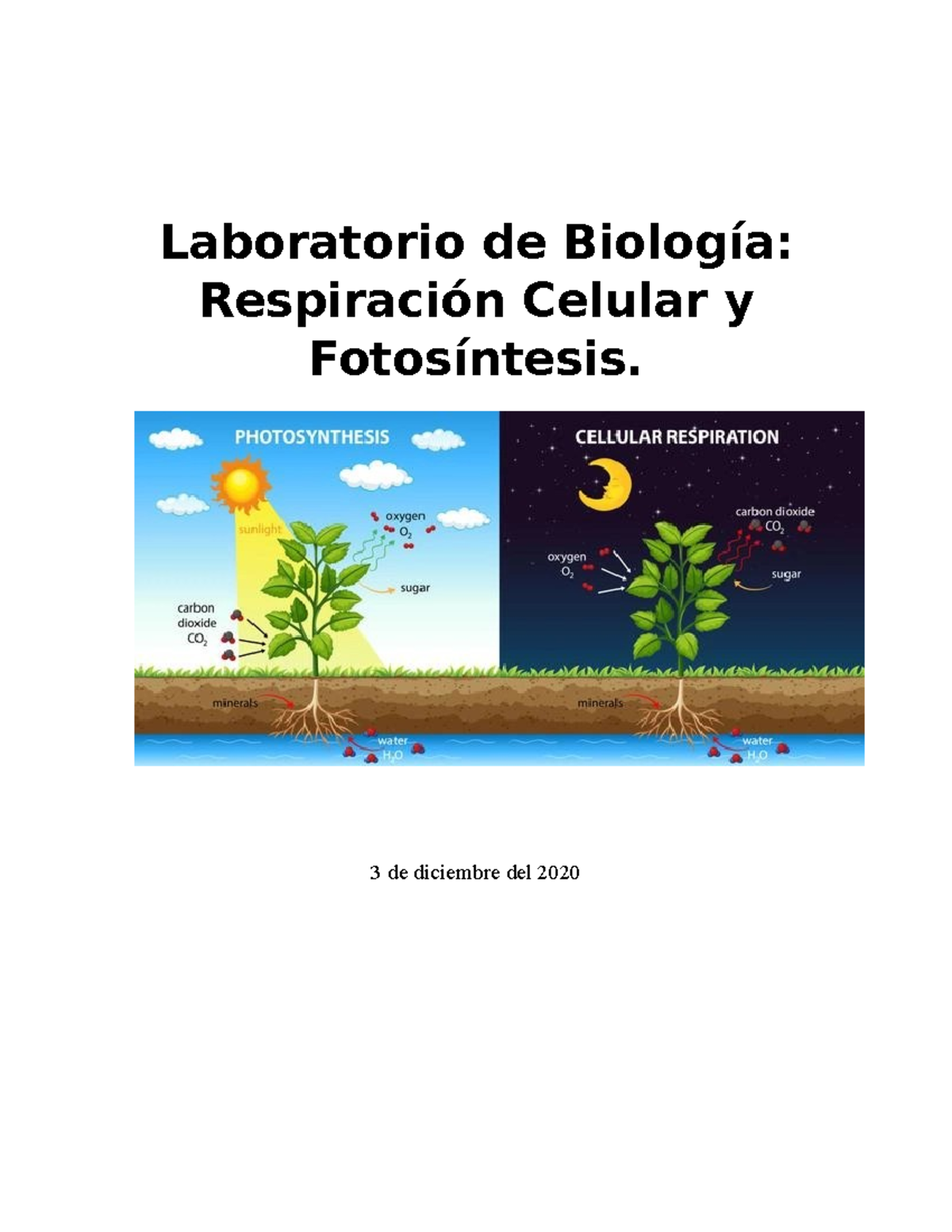 Fotosintesis Y Respiracion Celular Laboratorio De Biología Respiración Celular Y Fotosíntesis 6570