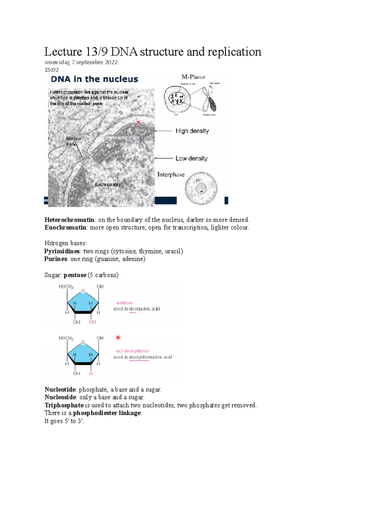 Lecture DNA Structure And Replication - Lecture 13/9 DNA Structure And ...