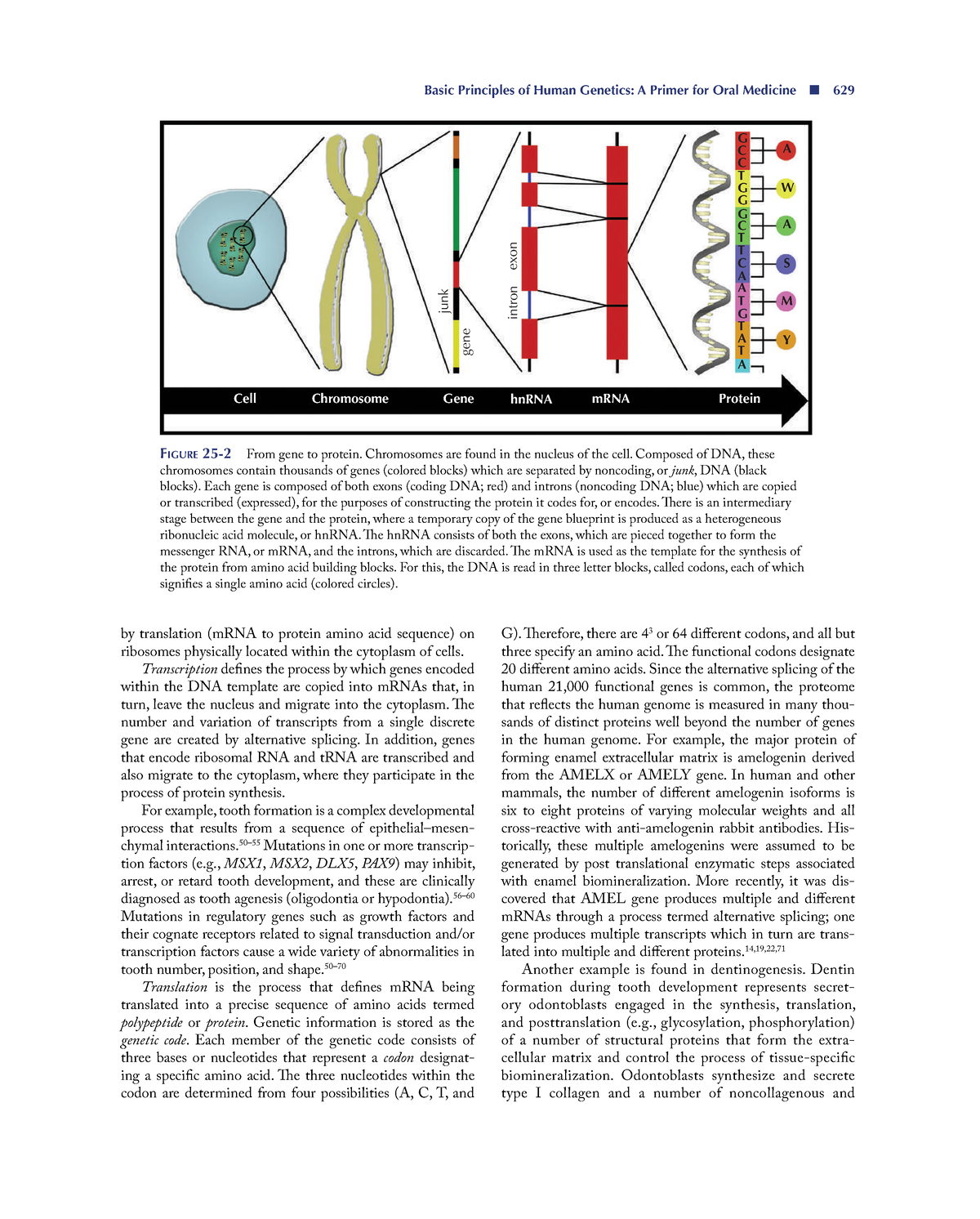 Burkets Oral Medicine Compressed Subset 44 - Basic Principles Of Human ...