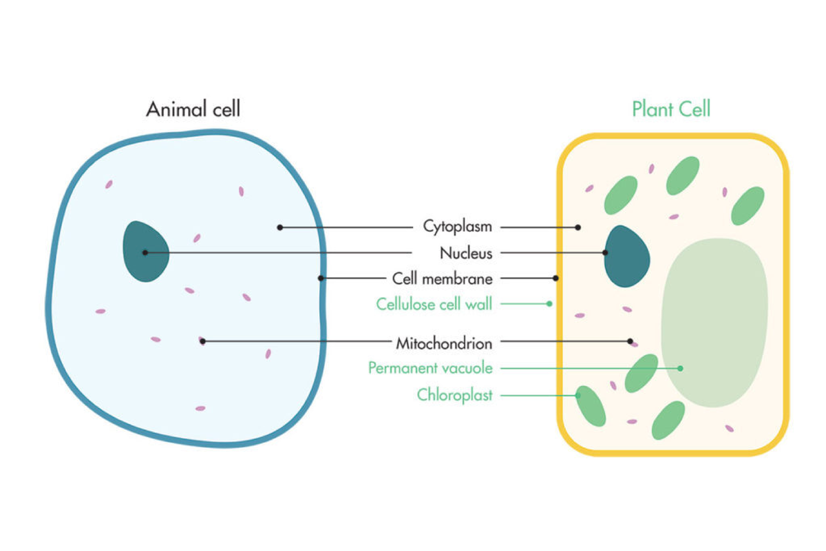 Cell-comparison - cells - Animal cell Plant Cell Cytoplasm Nucleus Cell ...