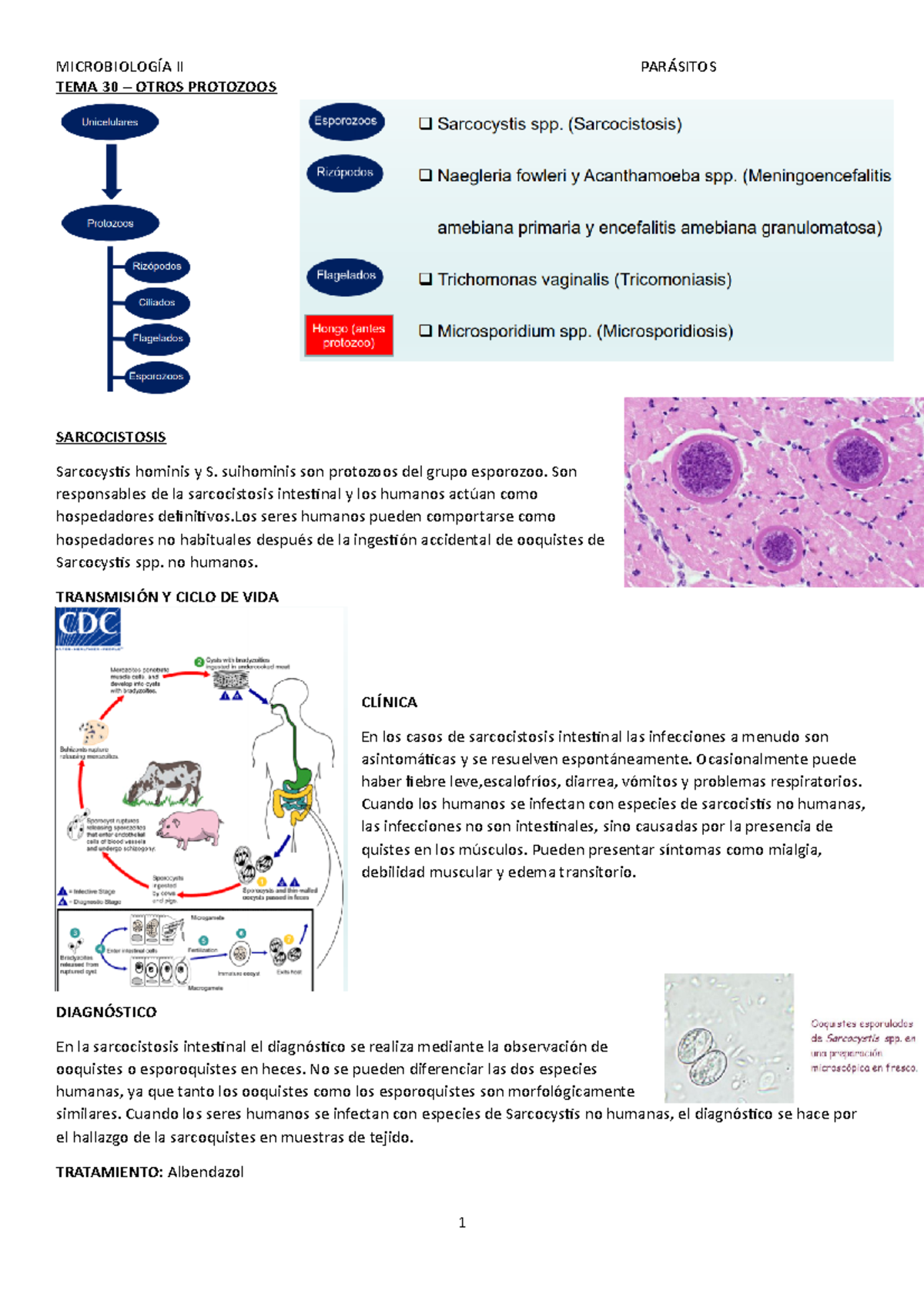 Wuolah free TEMA 30 Micro TEMA 30 OTROS PROTOZOOS SARCOCISTOSIS