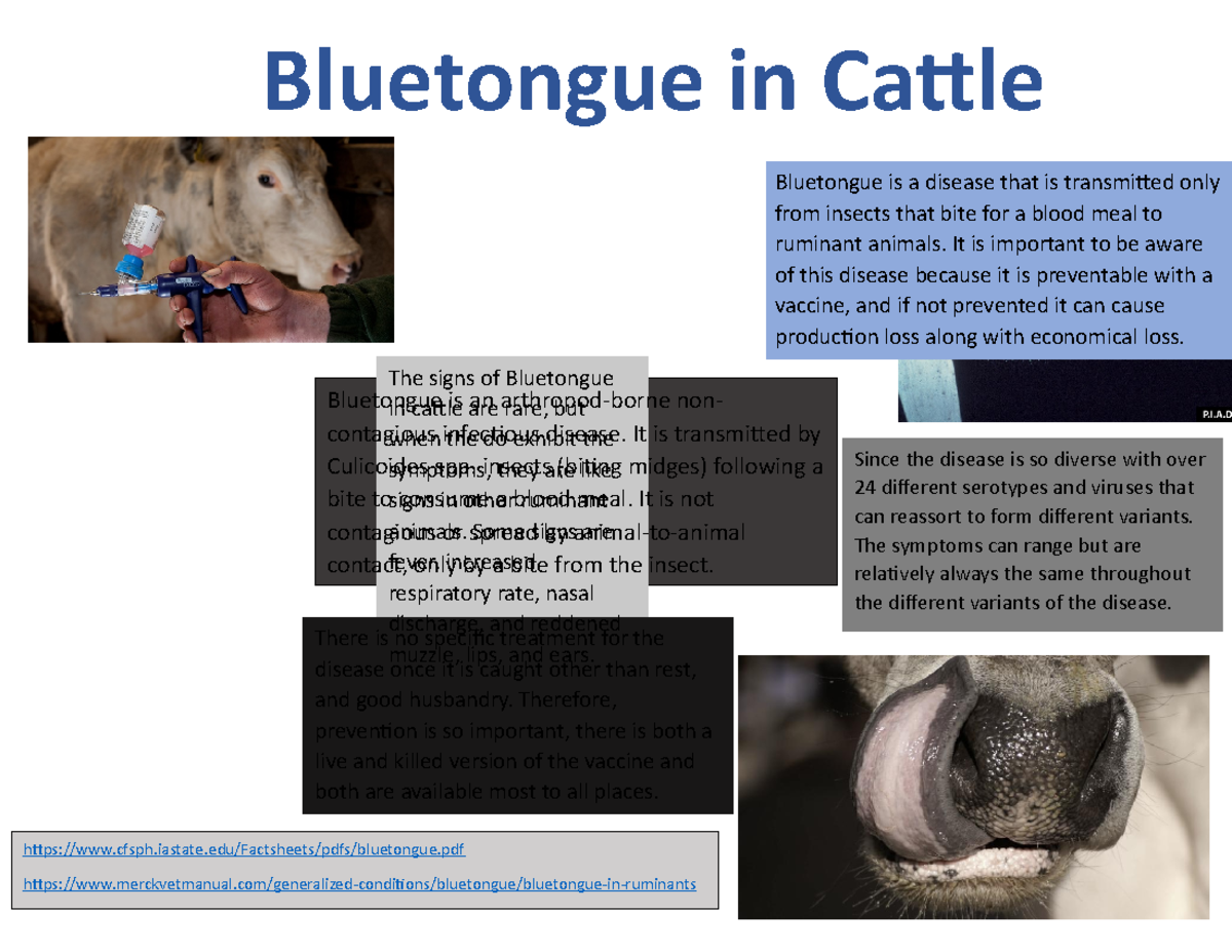 Disease Flier Bluetongue In Cattle Bluetongue Is A Disease That Is   Thumb 1200 927 