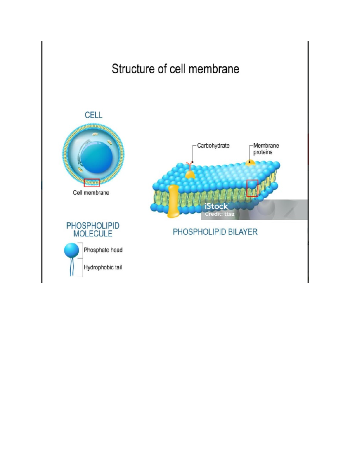 Structure of Cell Membrane - IMS - Studocu