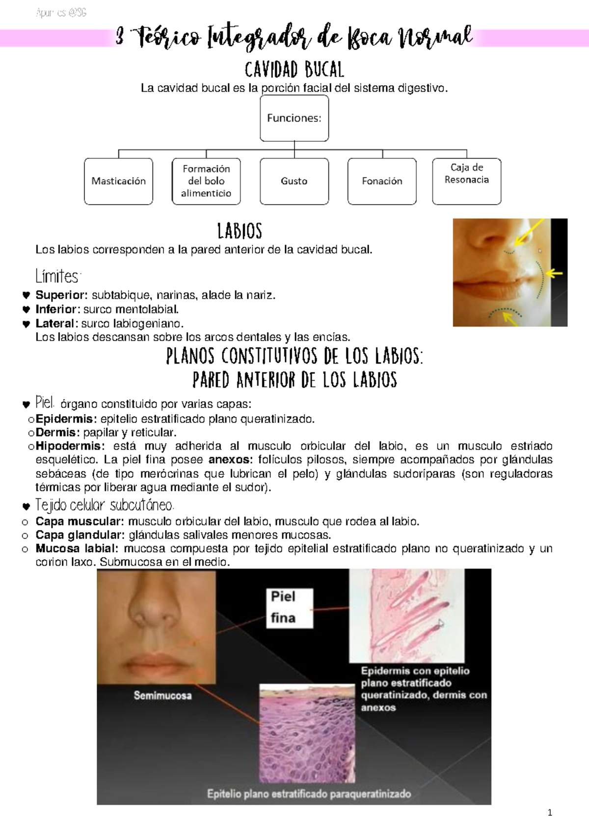 Teórico Integrador de Boca Normal - La cavidad bucal es la porción ...