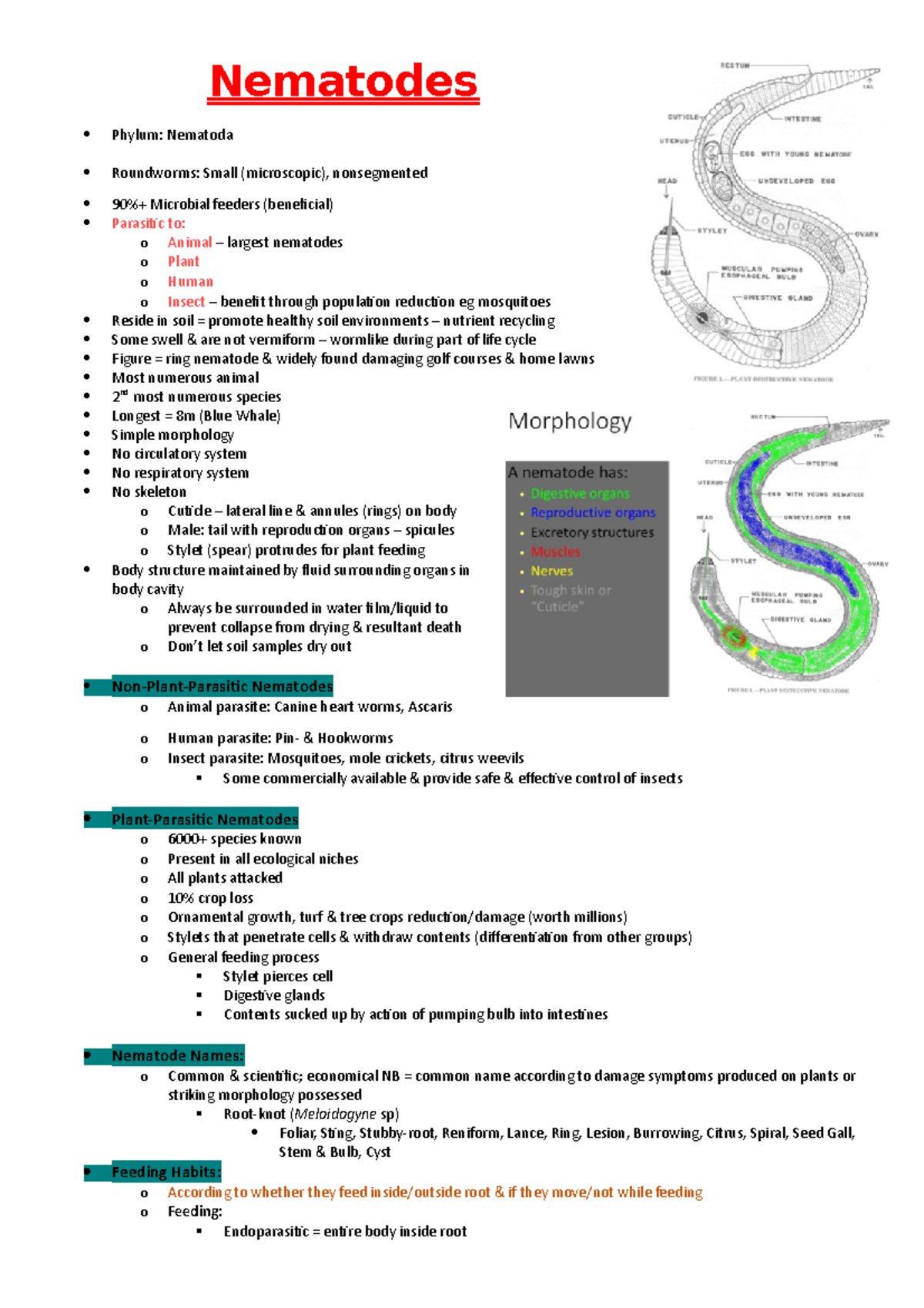 5 Summaries About Nematodes Notes Nematodes Phylum Nematoda 