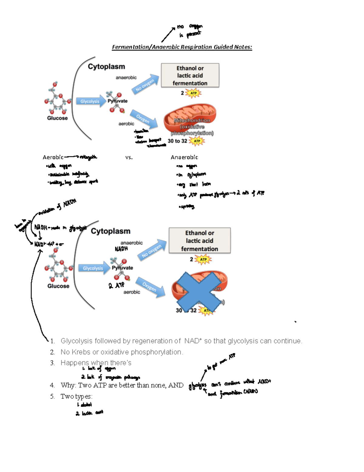 Fermentation Anaerobic respiration guided note - BIOL 10000 ...