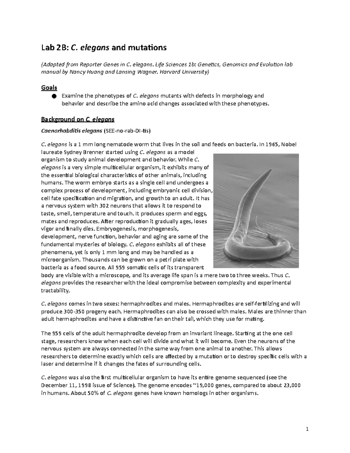 Lab 2B. C elegans mutations - Lab 2B: C. elegans and mutations (Adapted ...