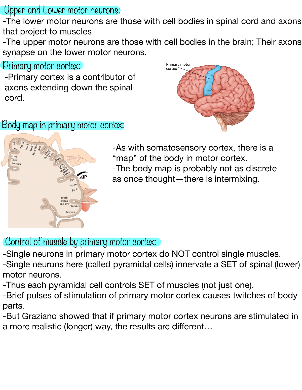 Lecture 15 Biopsych - Upper And Lower Motor Neurons: -The Lower Motor ...