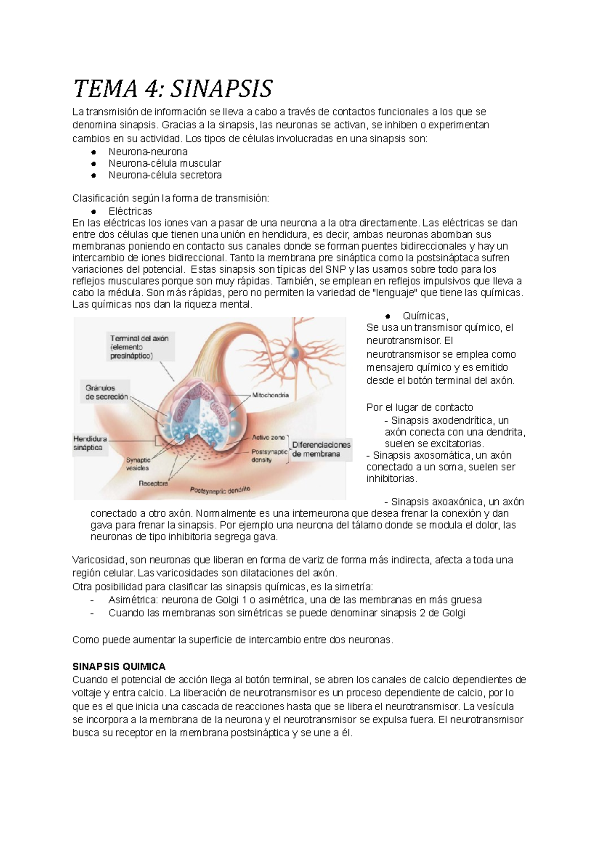 N TEMA 4 - TEMA 4: SINAPSIS La transmisión de información se lleva a ...