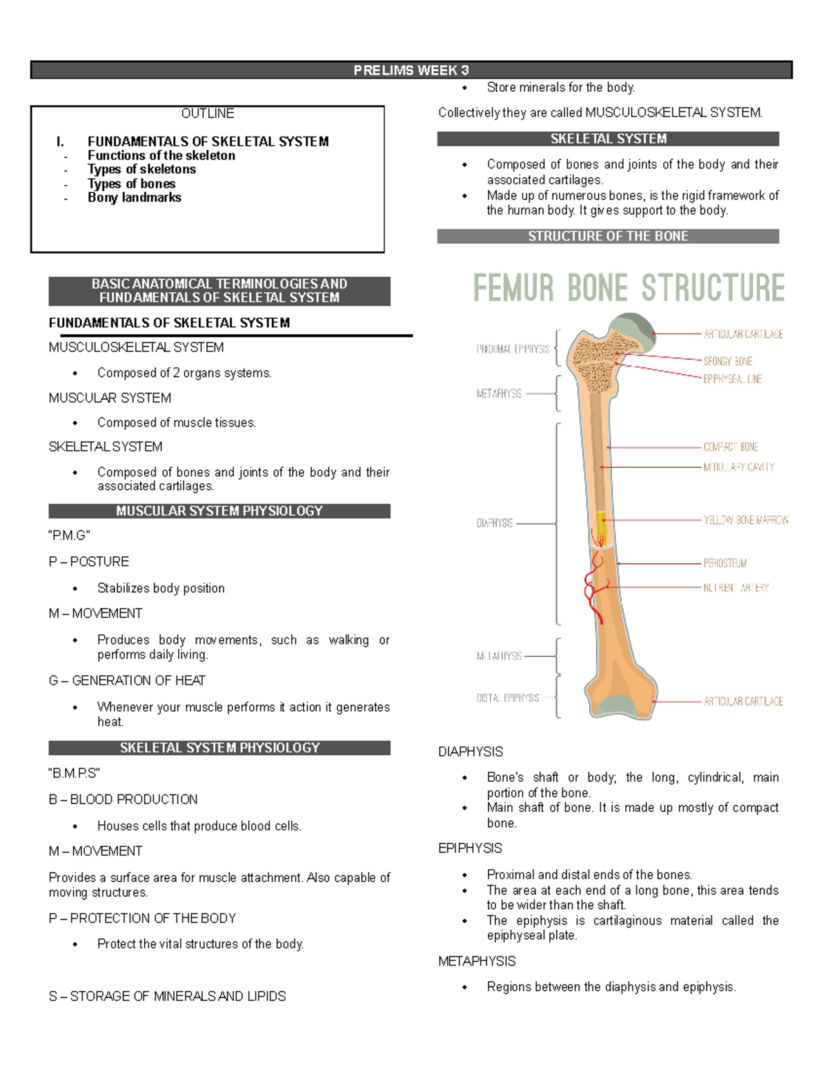 Fundamentals of the Skeletal System - OUTLINE I. FUNDAMENTALS OF ...