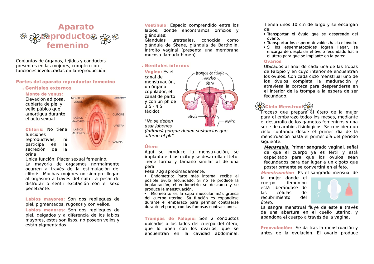 Tríptico Aparato Reproductor Femenino Aparato Reproductor Femenino Conjuntos De órganos 1506