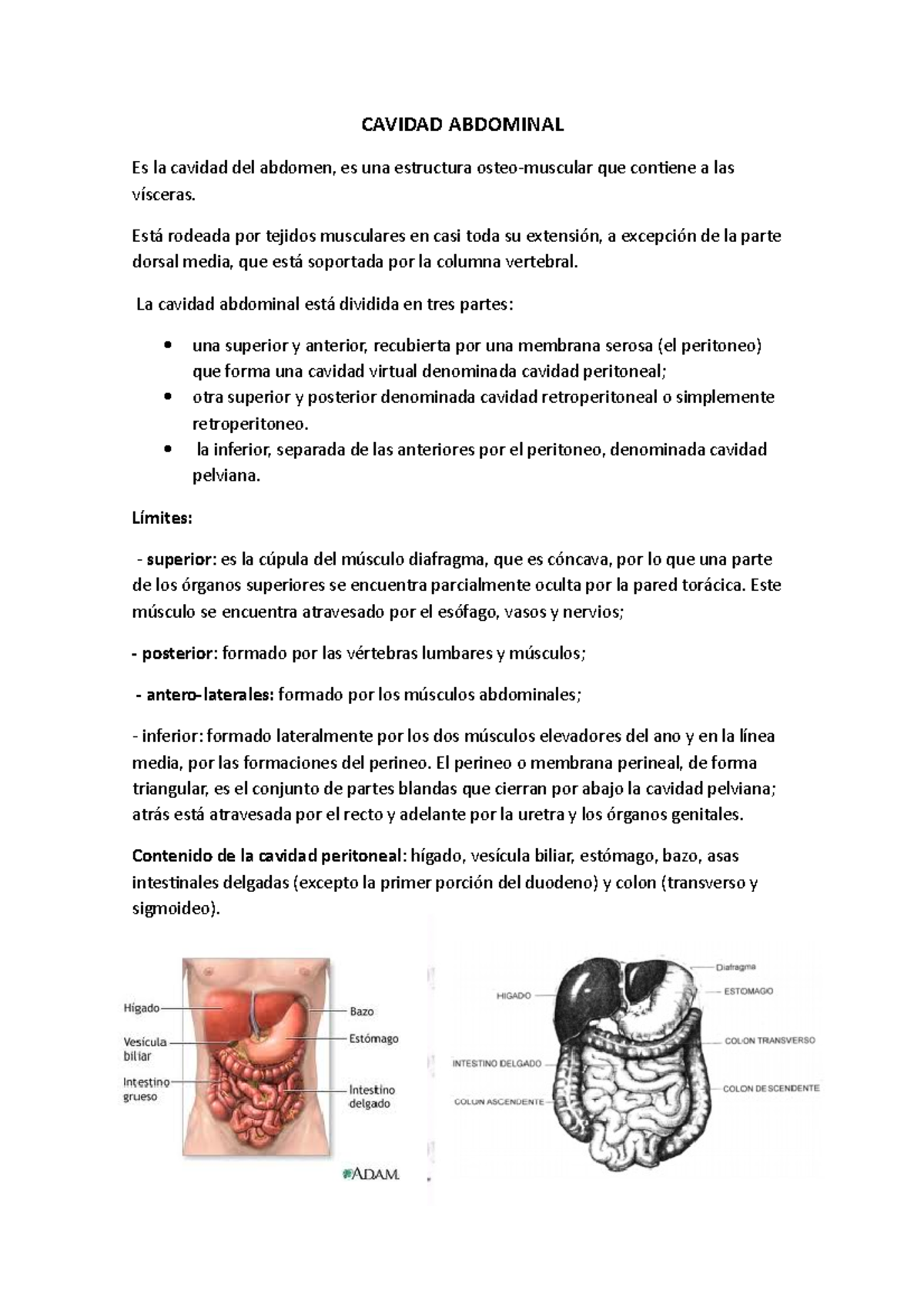 anatomía sobre la Cavidad Abdominal - CAVIDAD ABDOMINAL Es la cavidad ...