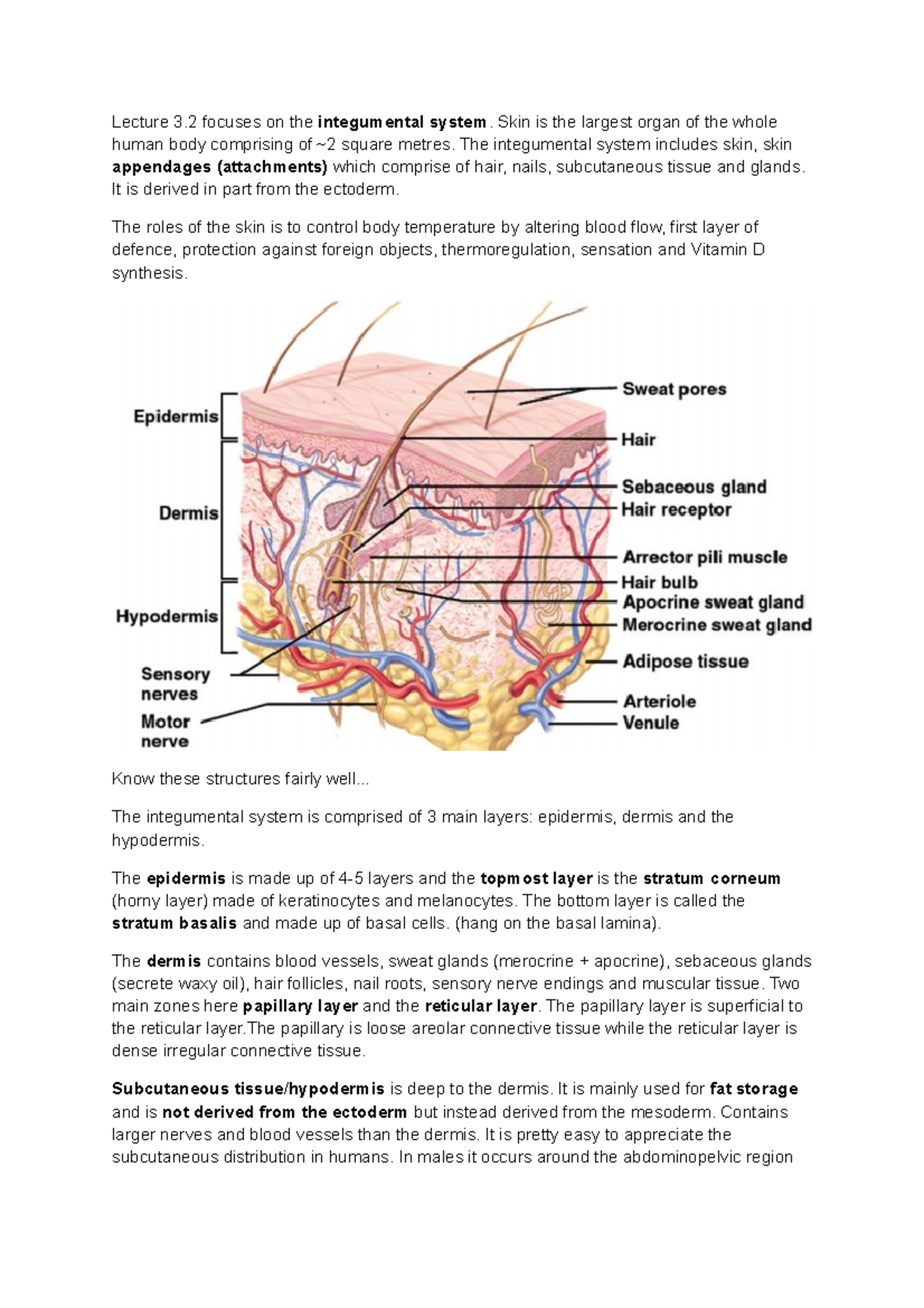 Summary - lecture 7-14 - Lecture 3 focuses on the integumental system ...