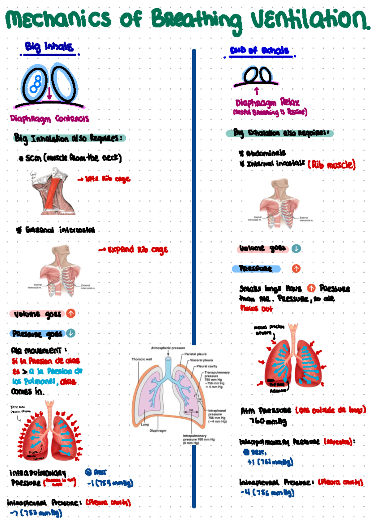 BAH Notebook - Notes - Mechanics Of Breathing Ventilation . Big inhale ...