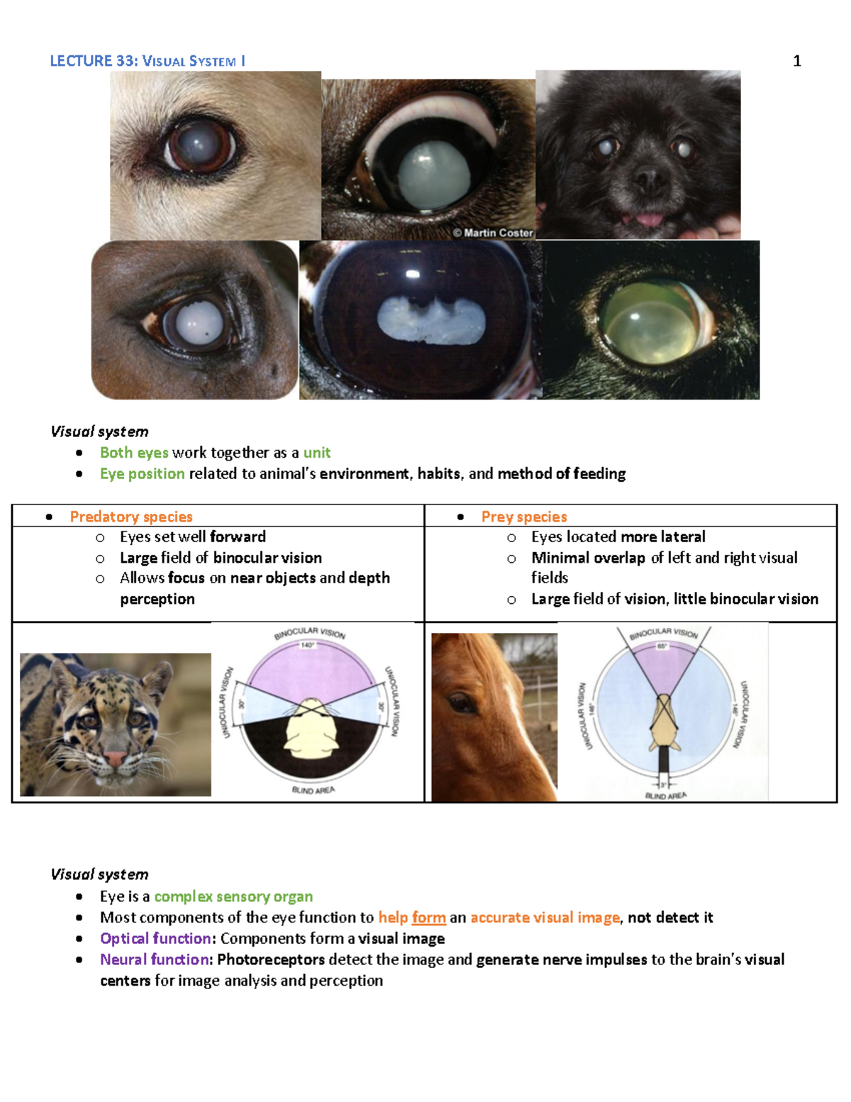 Lecture 33 Visual System I Visual system Both eyes work together