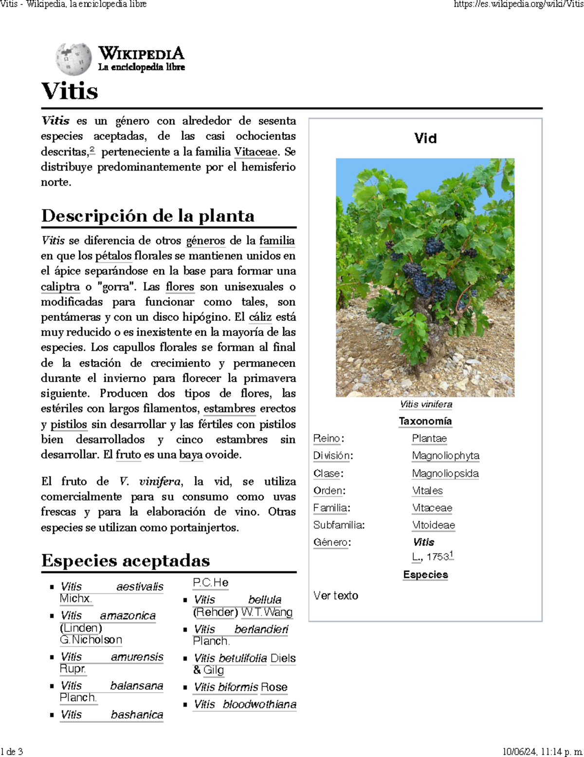 Vitis - Wikipedia, La Enciclopedia Libre - Vid Vitis Vinifera Taxonomía ...