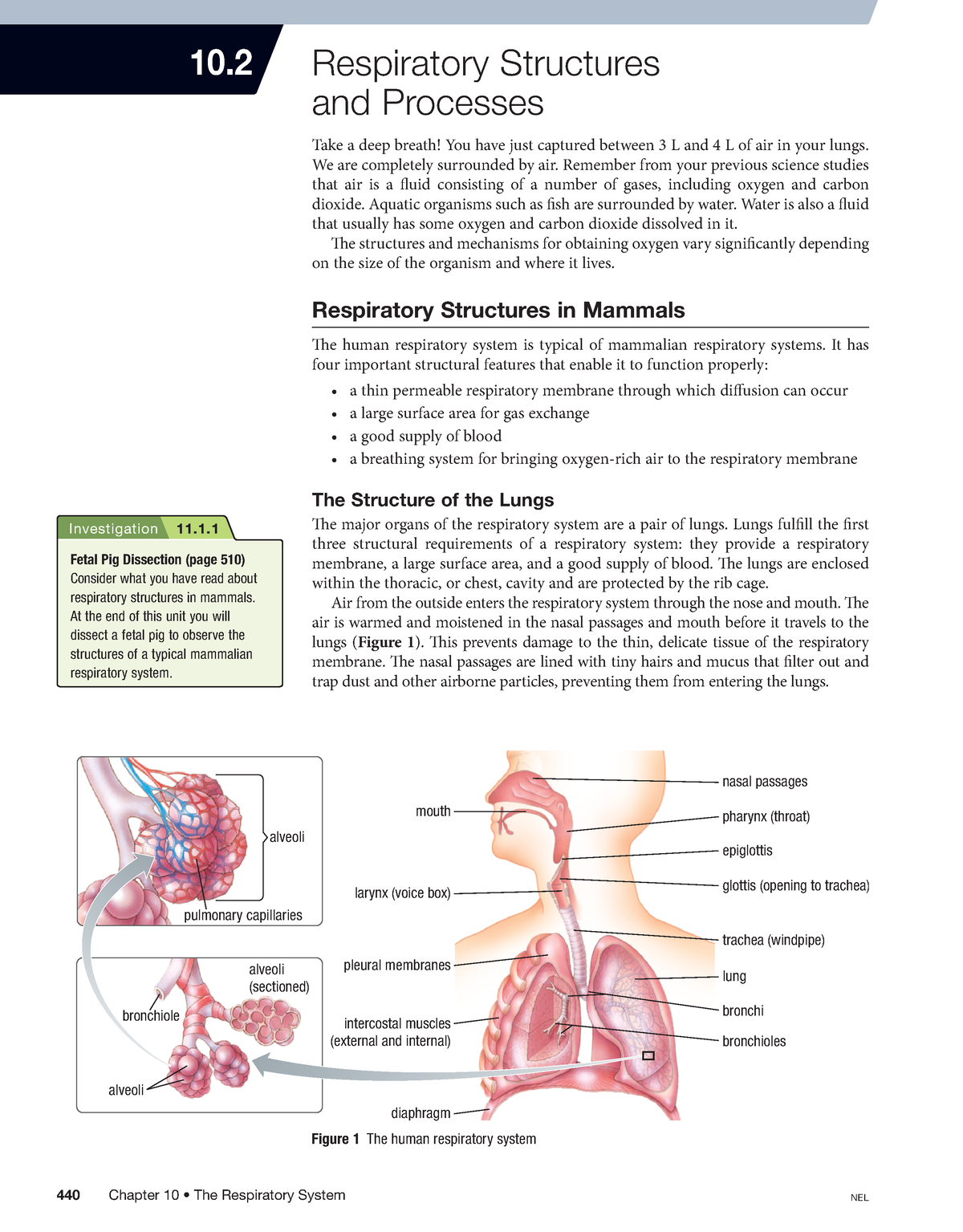 10.2 Respiratory Structures and Processes - 10 Respiratory Structures ...