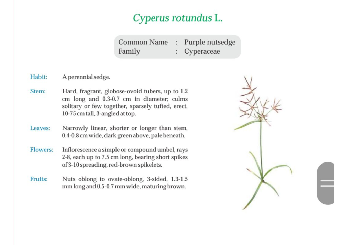 Purple nutsedge. white head spike sedge Bsc botony Studocu