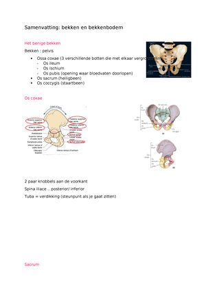 Samenvatting Bekken En Bekkenbodem - StuDocu