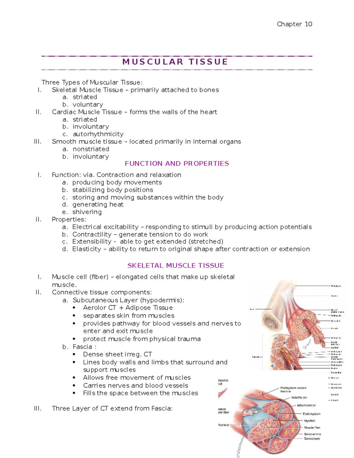 Chapter 10 - Lecture notes 10 - M U S C U L A R T I S S U E Three Types ...