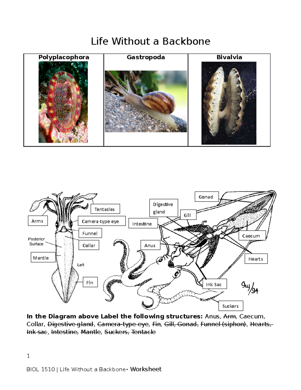 Lab 09 Worksheet Life without a Backbone - Life Without a Backbone ...