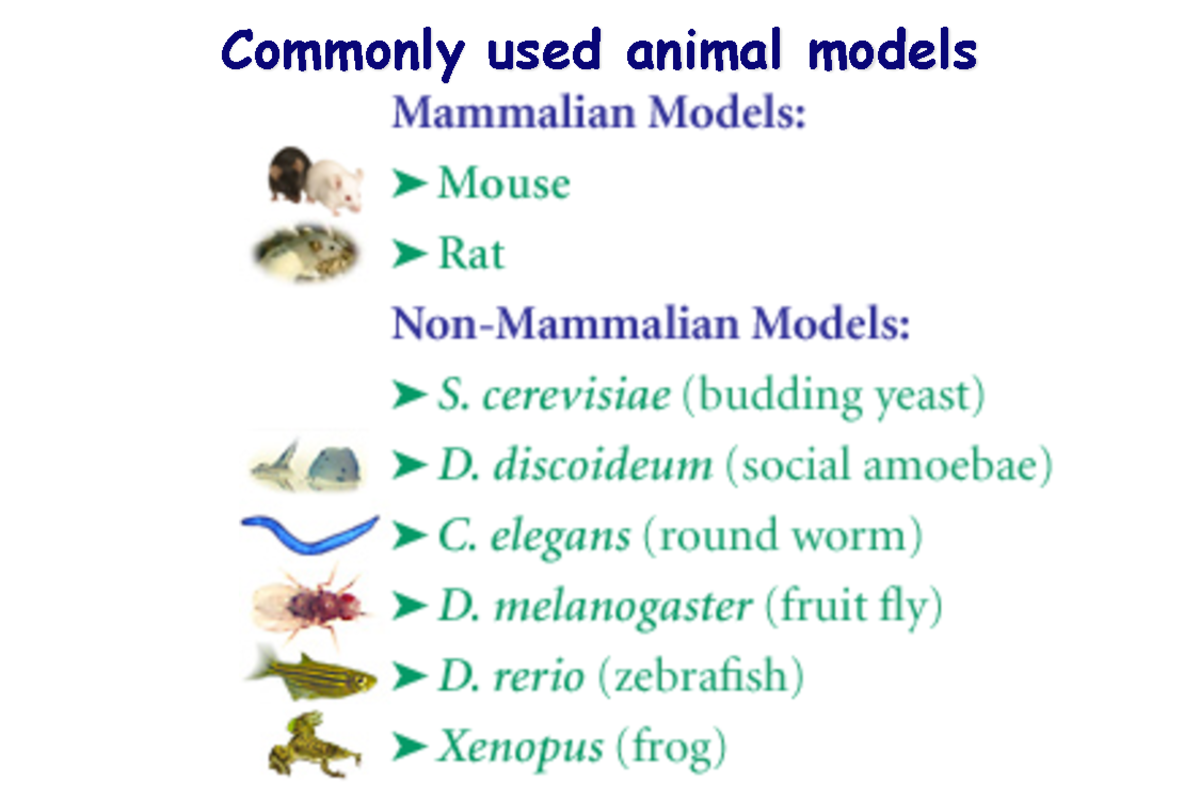 Appunti - Genetica medica - Modelli animali - a.a. 2015/2016 - Commonly ...