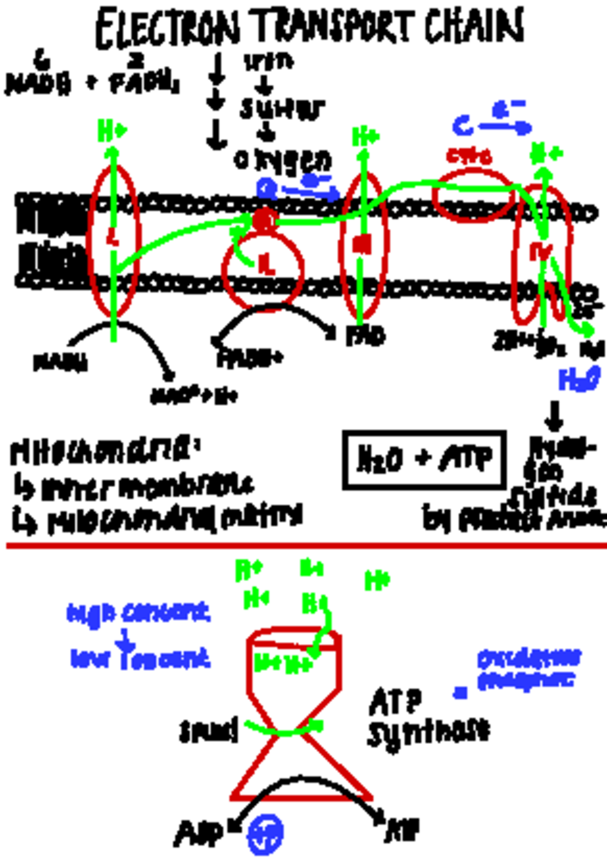 Electron Transport/Light Rxn/Calvin Cycle/DNA Replication ...