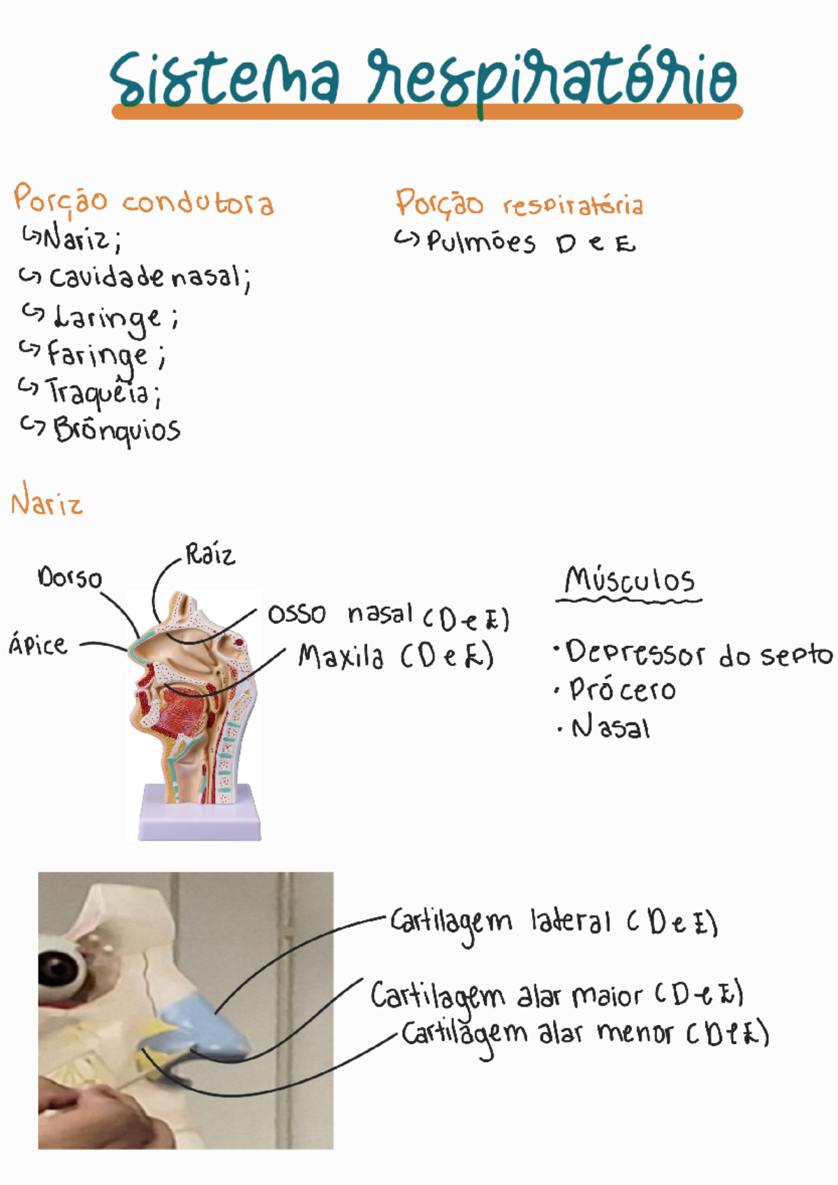 Sistema respiratório - Sistema respiratorio Porção condutora Porção ...