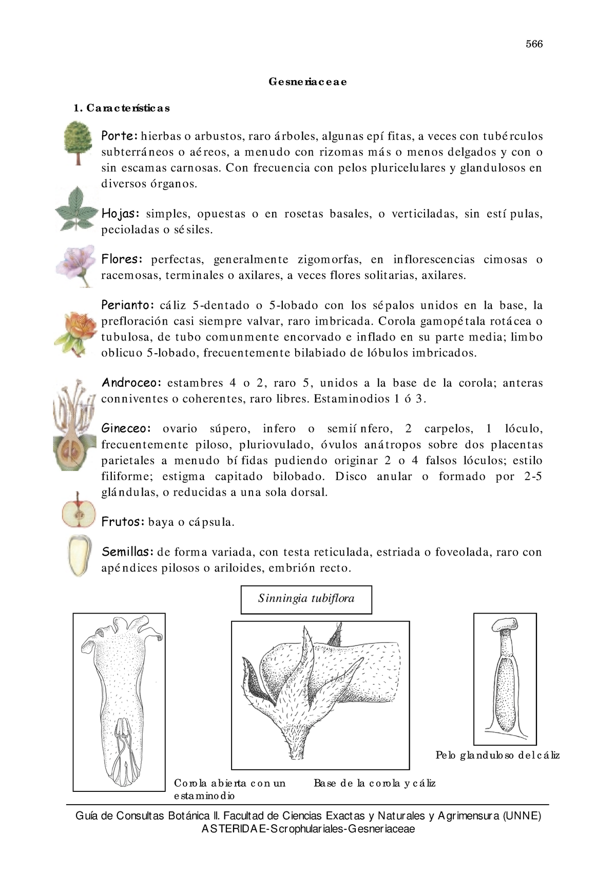 17 Gesneriaceae aa De Consult As Bot Nica Ii Facult Ad De Ciencias Exact Studocu