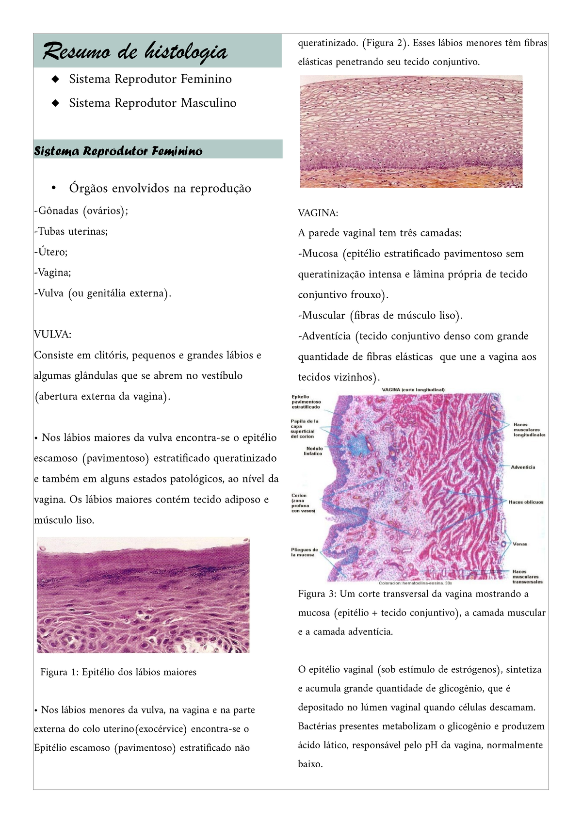 Resumo de histologia - VULVA: Consiste em clitóris, pequenos e grandes  lábios e algumas glândulas - Studocu