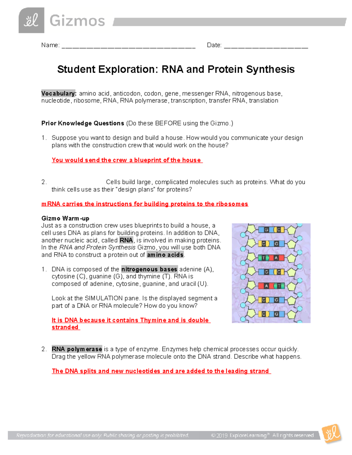 RNA Protein Synthesis Gizmo - Name ...