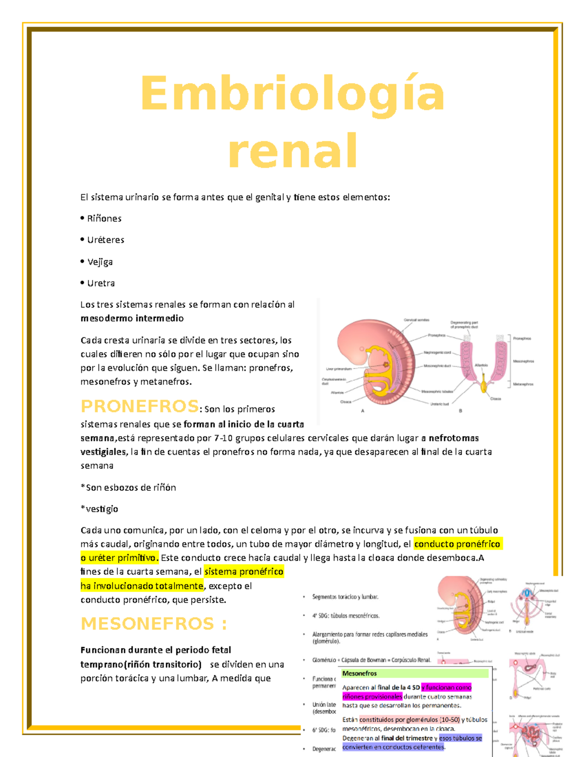 Embriolog A Renal Apuntes Embriolog A Renal El Sistema Urinario Se Forma Antes Que El