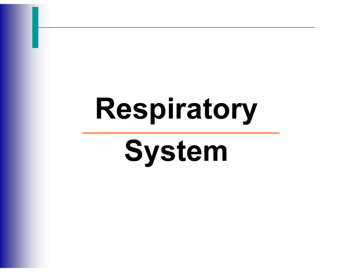 Respiratory System - Respiratory System Organs of the Respiratory ...