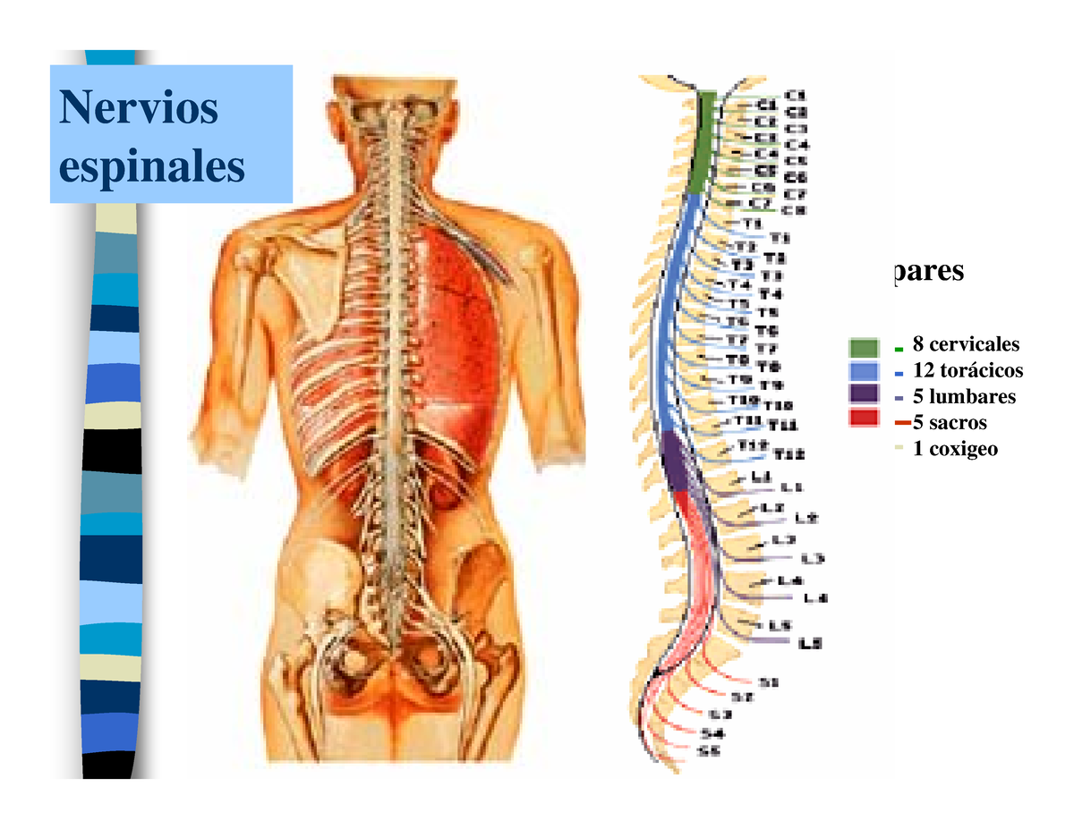 nervios torácicos