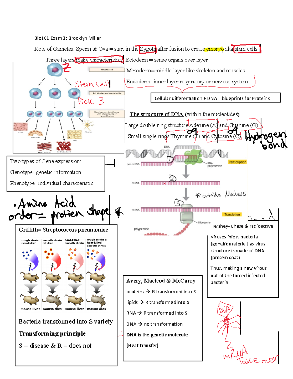 Bio101 Exam 3 Final - Review Notes For Exam Use As We Were Allowed One ...