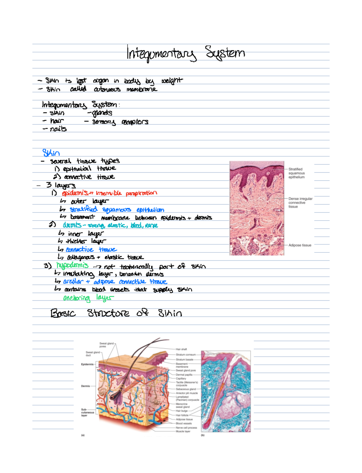 Chapter 6- integumentary - ####### Integumentary System Skin is last ...