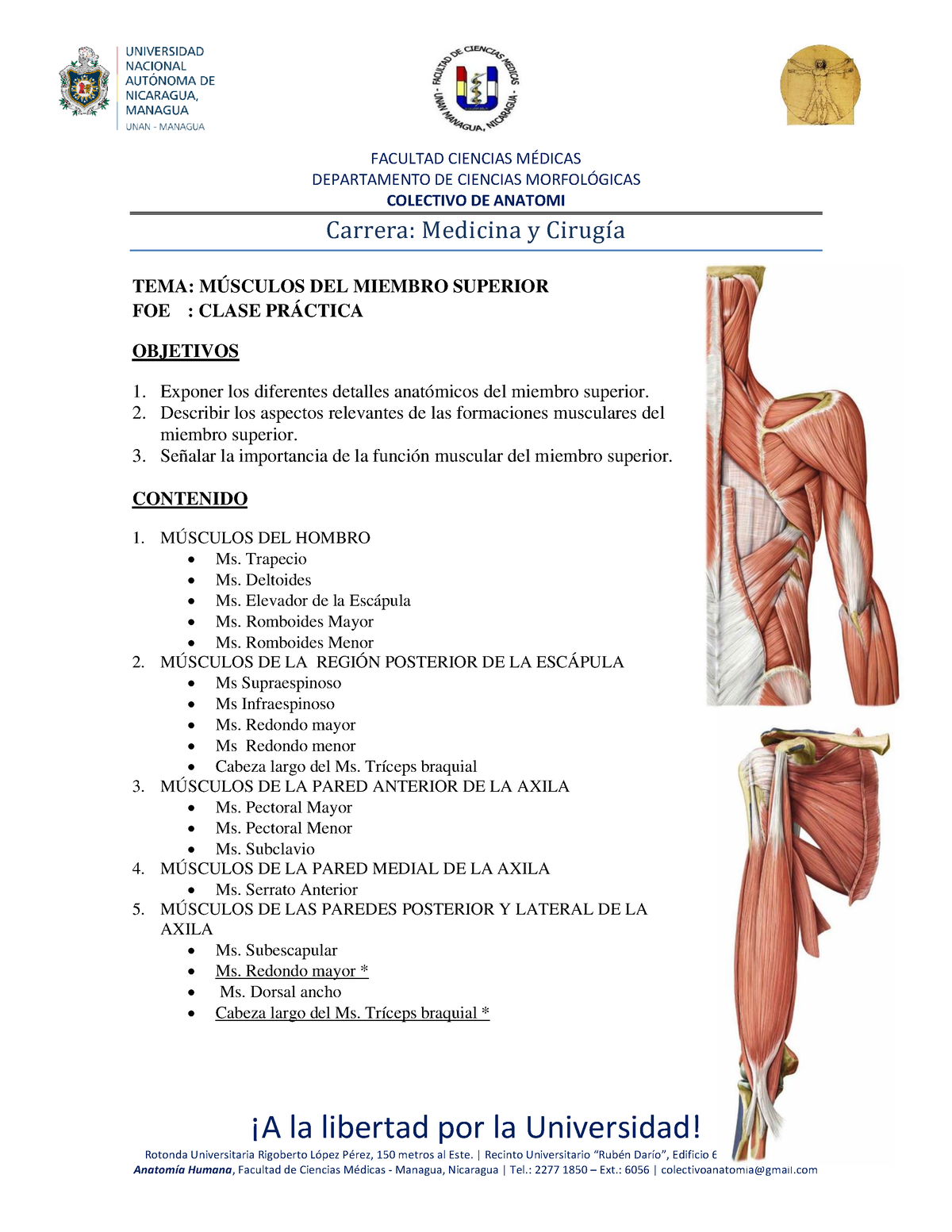 Músculos Del Miembro Superior Facultad Ciencias MÉdicas Departamento De Ciencias MorfolÓgicas 9821