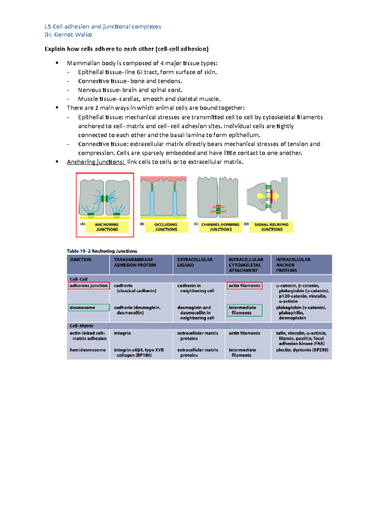 L5 cell adhesion and junctional complexes Dr. Gernot Walko Explain