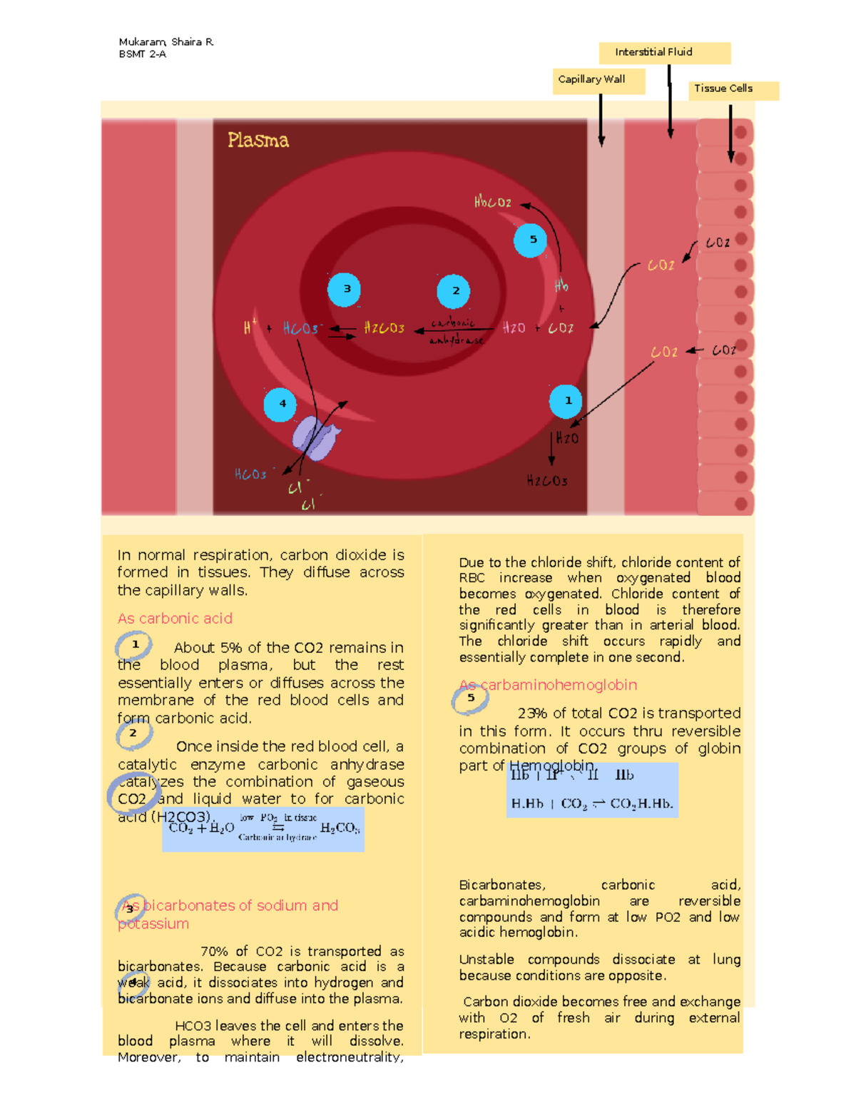 Activity 8.2 Pathways - Chloride Shift Pathway - Mukaram, Shaira R ...