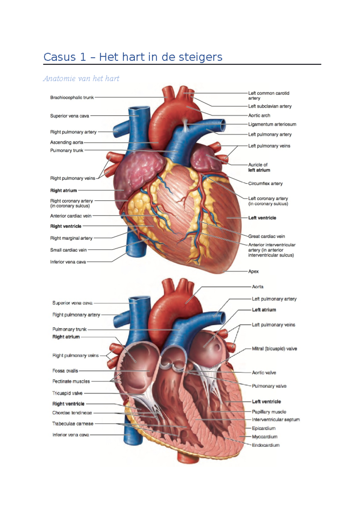 Anatomie Van Het Hart Ckd69 Agbc - vrogue.co