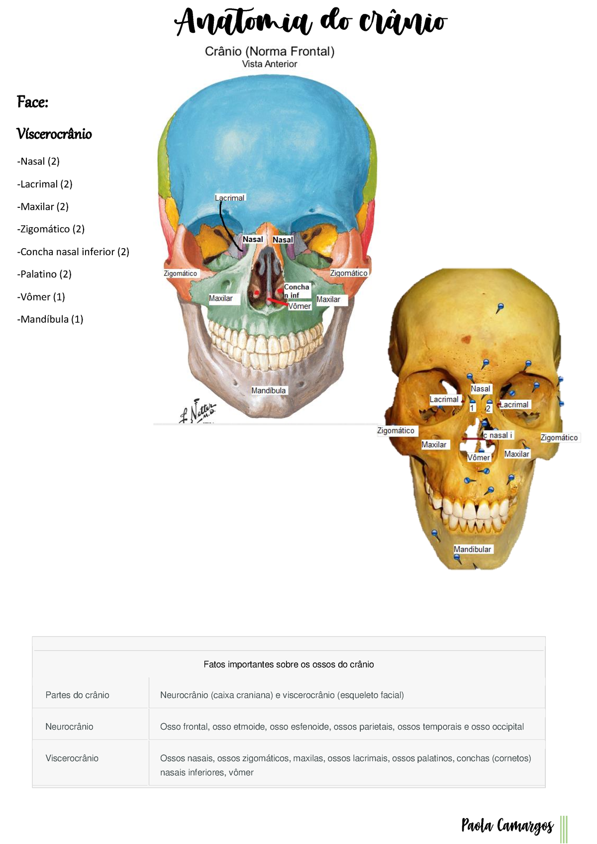viscerocranio-zigomatico-maxila-mandibula-palatino-nasal-vômer