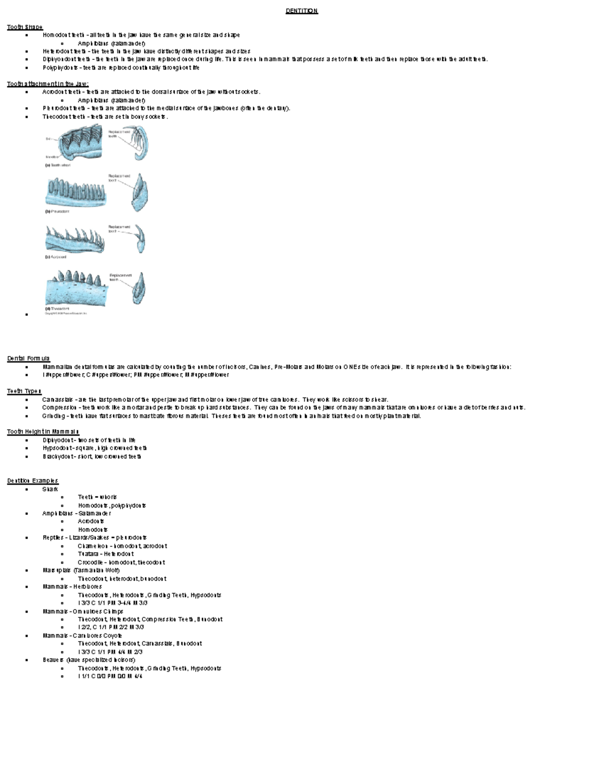 bio-225-verts-practical-2-dentition-tooth-shape-homodont-teeth-all