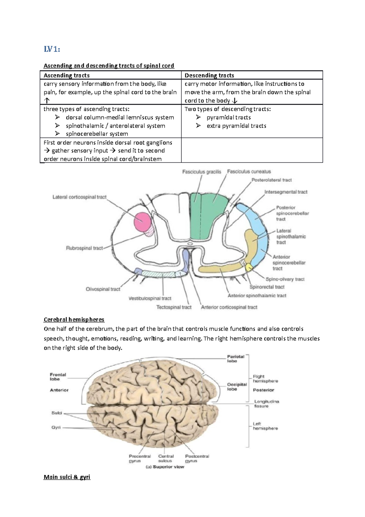 Neurologie - Important slides - LV1: Ascending and descending tracts of ...