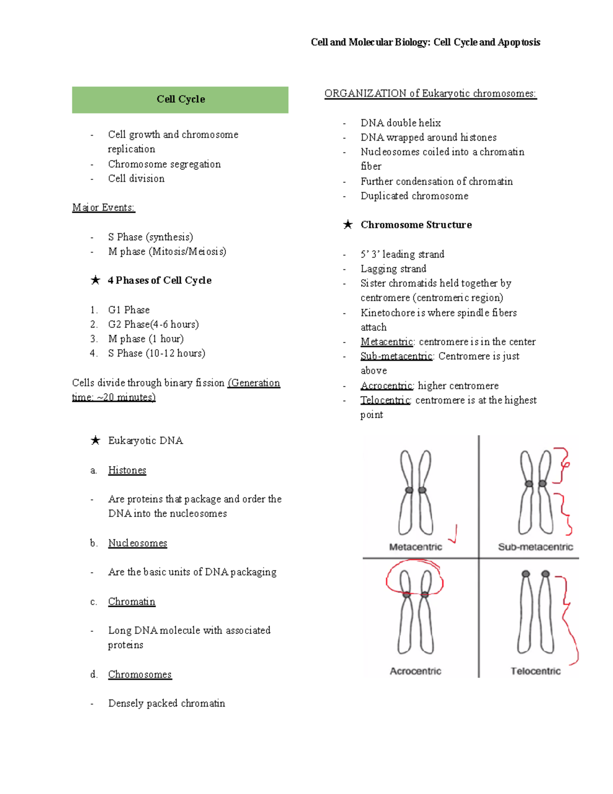 Molecular Biology Cell Cycle and Apoptosis Notes - Cell and Molecular ...