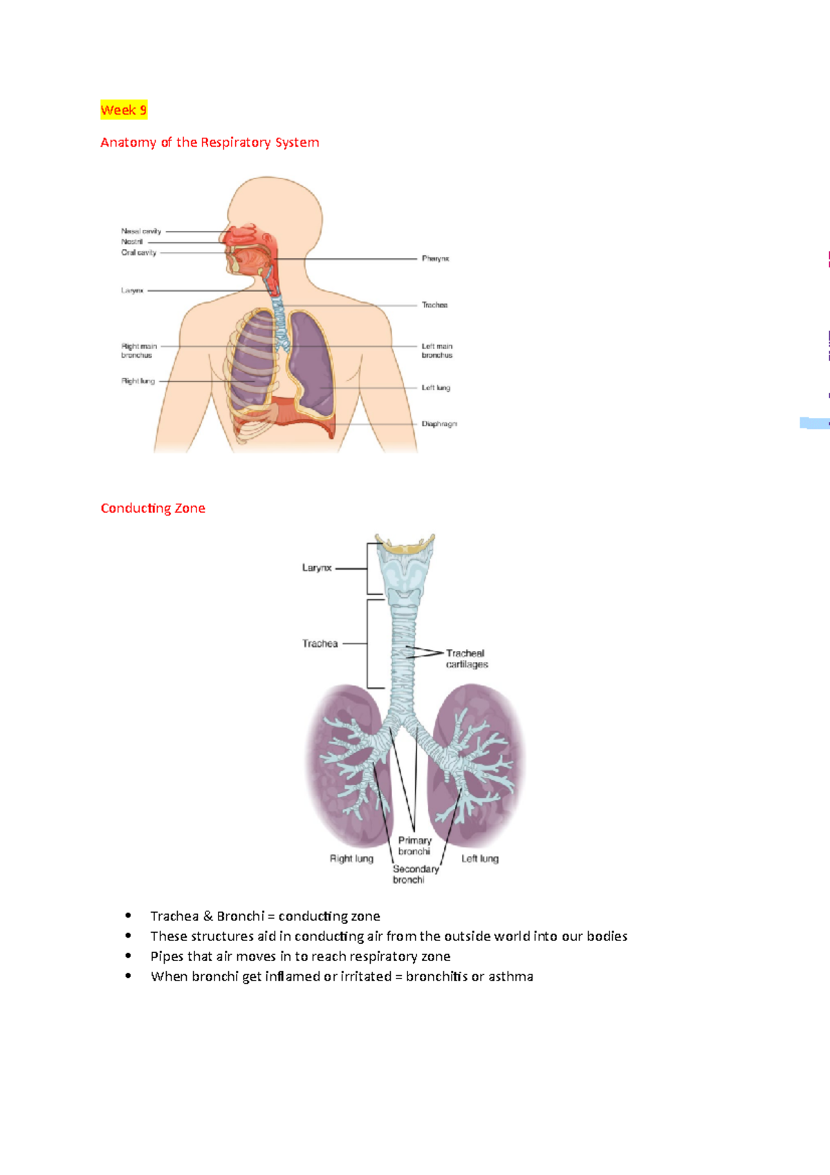 Week 9 Notes - Week 9 Anatomy of the Respiratory System Conducting Zone ...