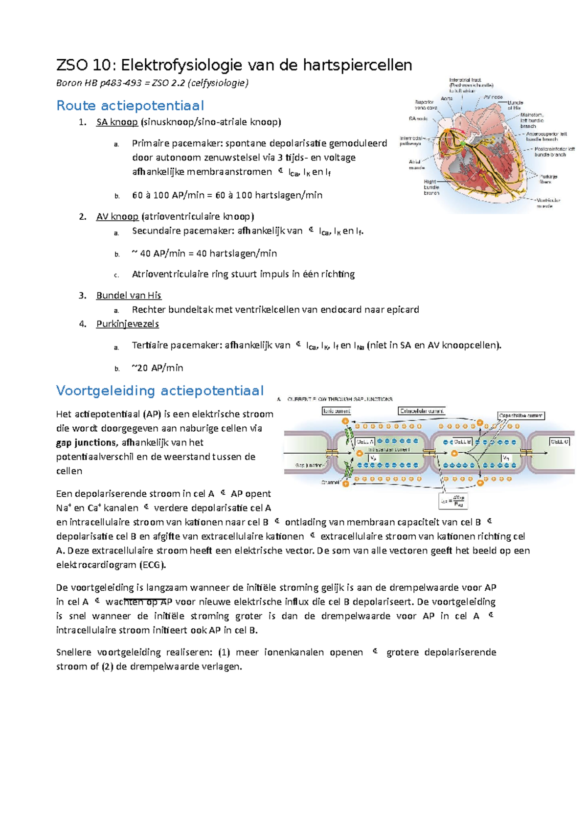 ZSO 10 Elektrofysiologie van de hartspiercel - ZSO 10 ...