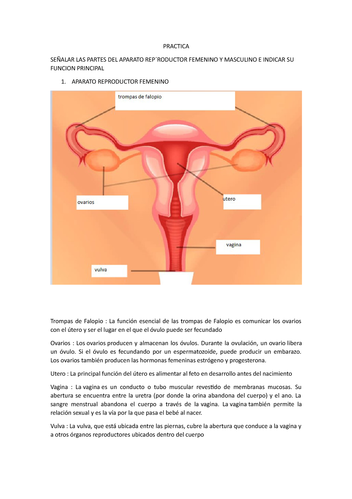 Practica Aparato Reproductor Practica SeÑalar Las Partes Del Aparato Rep ́roductor Femenino Y 8696