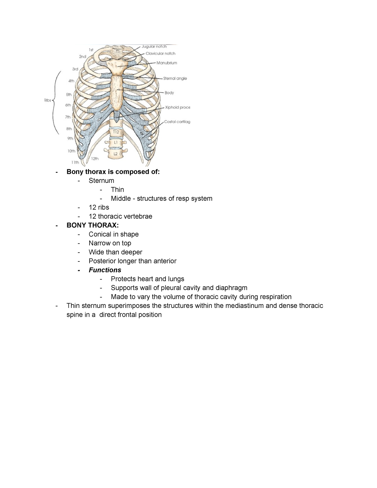 Thorax A&P EXAM - aaa - Bony thorax is composed of: Sternum Thin Middle ...