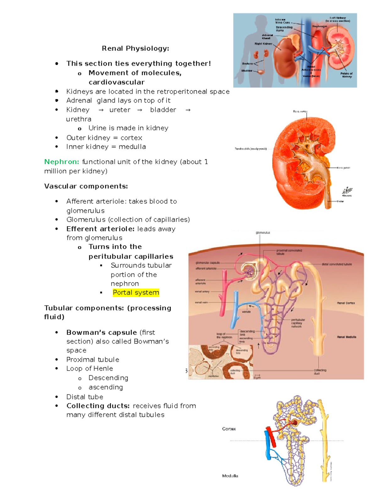 Docx - Lecture notes Renal Physiology - Renal Physiology: This section ...